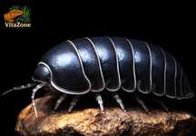 izopody Armadillo officinalis 10 szt.
