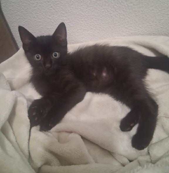 Dá se gatinho para adoção responsável
