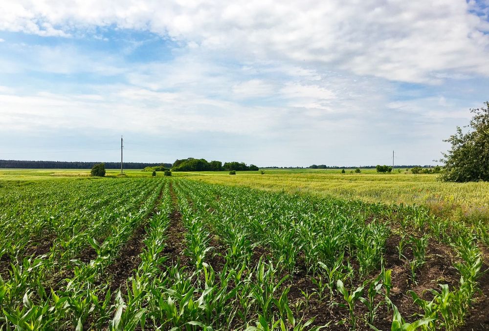 Продам будинок с. Великі Сорочинці