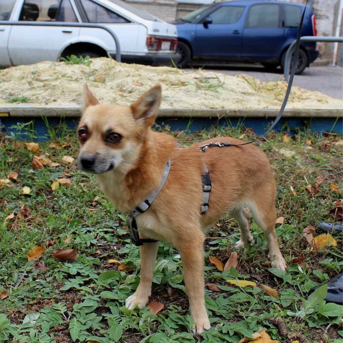 Собачке нужен дом