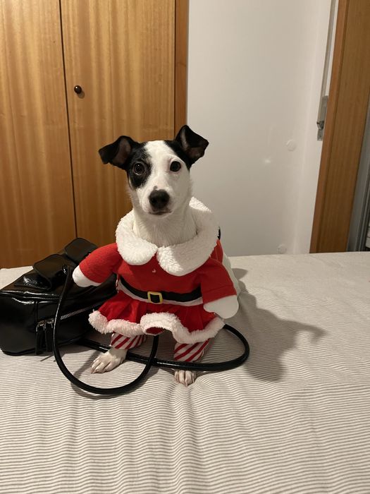 Vendo uma cadelinha de 1 ano