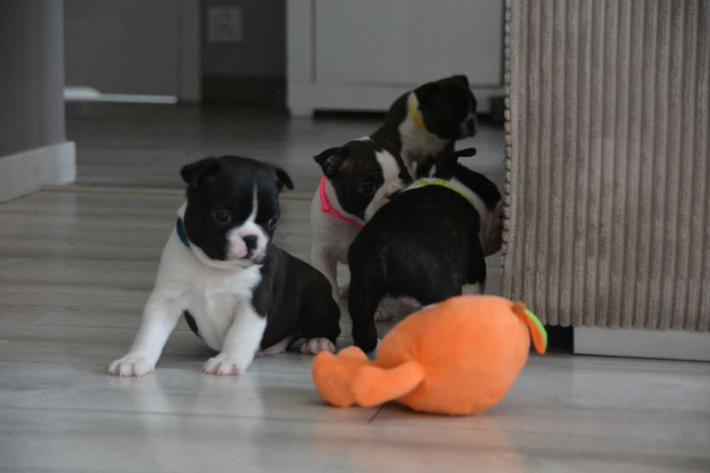 BOSTON TERRIER , Terra platino , samiec RAYAN, ZKwP/FCI
