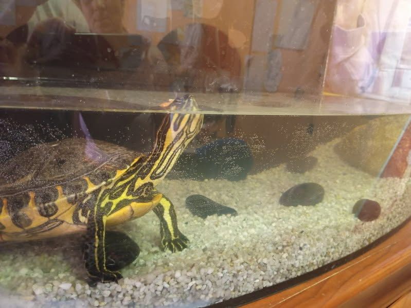 Sprzedam żółwia wodno-lądowego