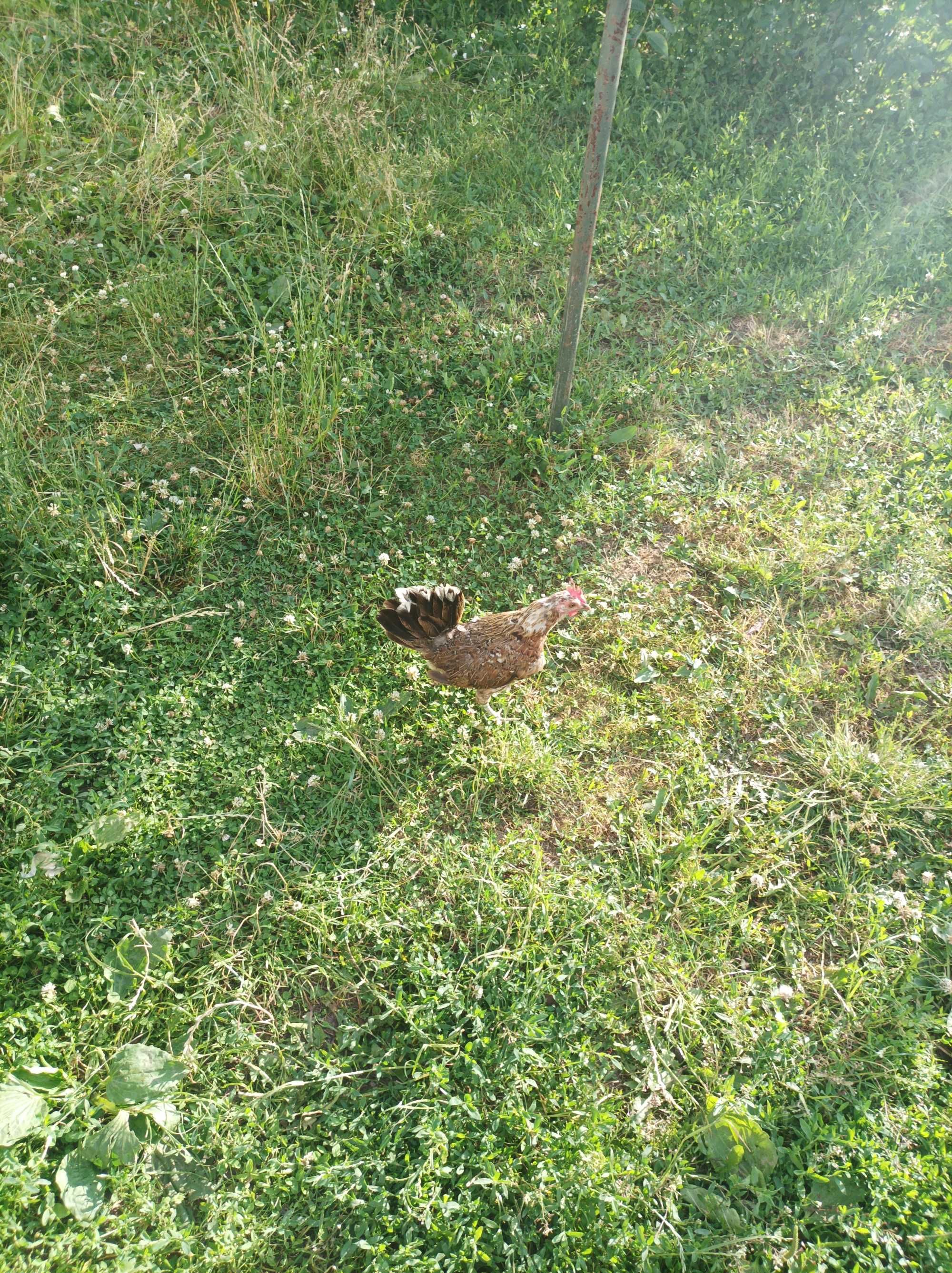 Sprzedam parę rajskie kury