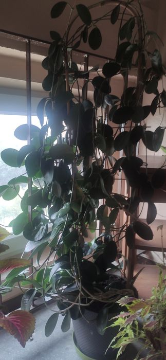 Hoya duża i piekna 1.5 m
