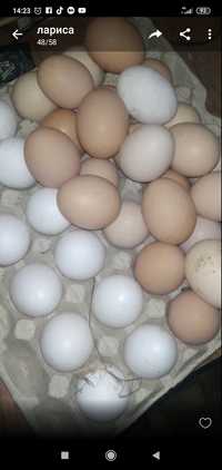 Продам домашние куриные яйца!