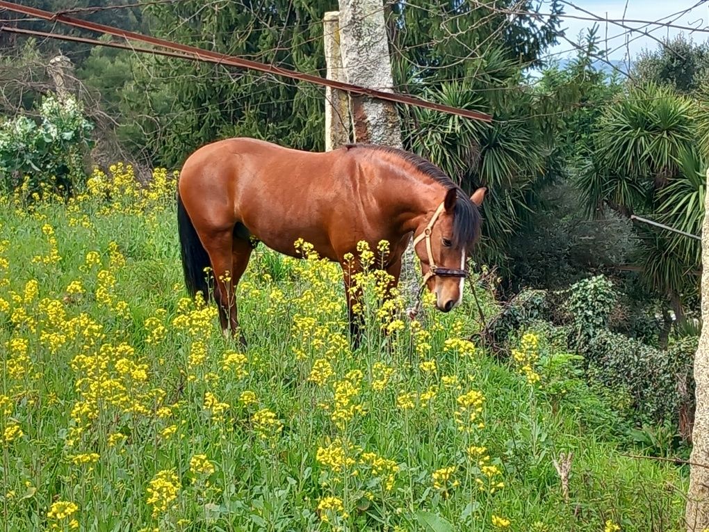 Vendo cavalo inteiro