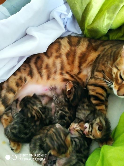 Бенгальский котенок девочька