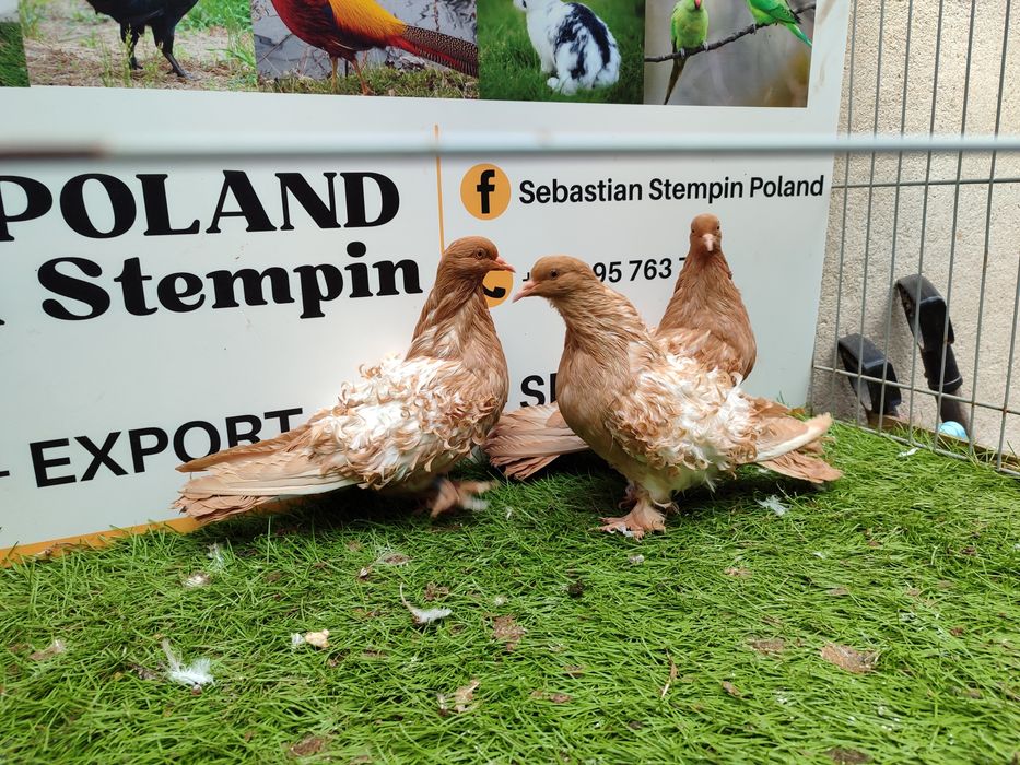 Gołębie. Loczki. Loczek. Możliwy transport