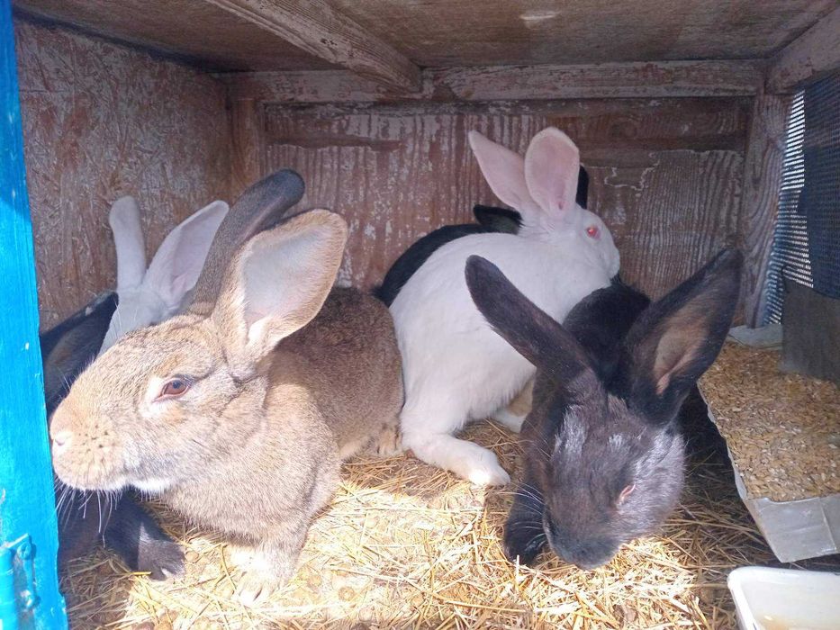 Продам кроликов молодняк