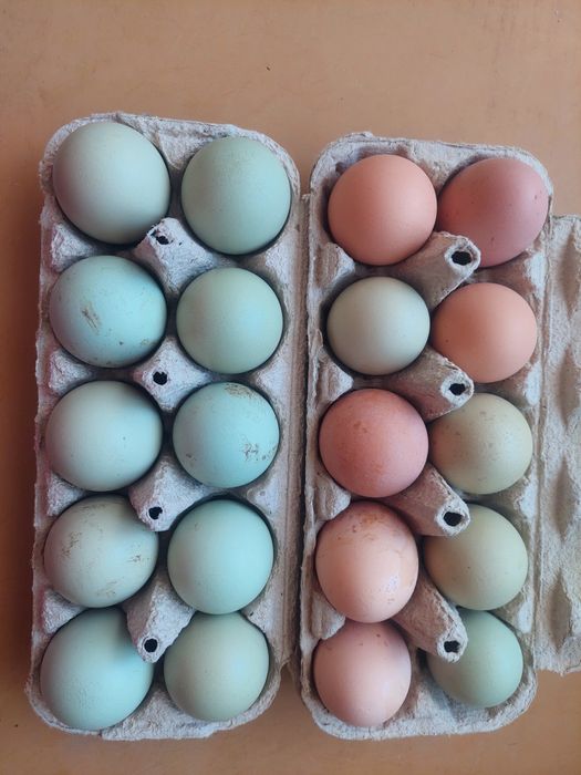 Інкубаційні яйця