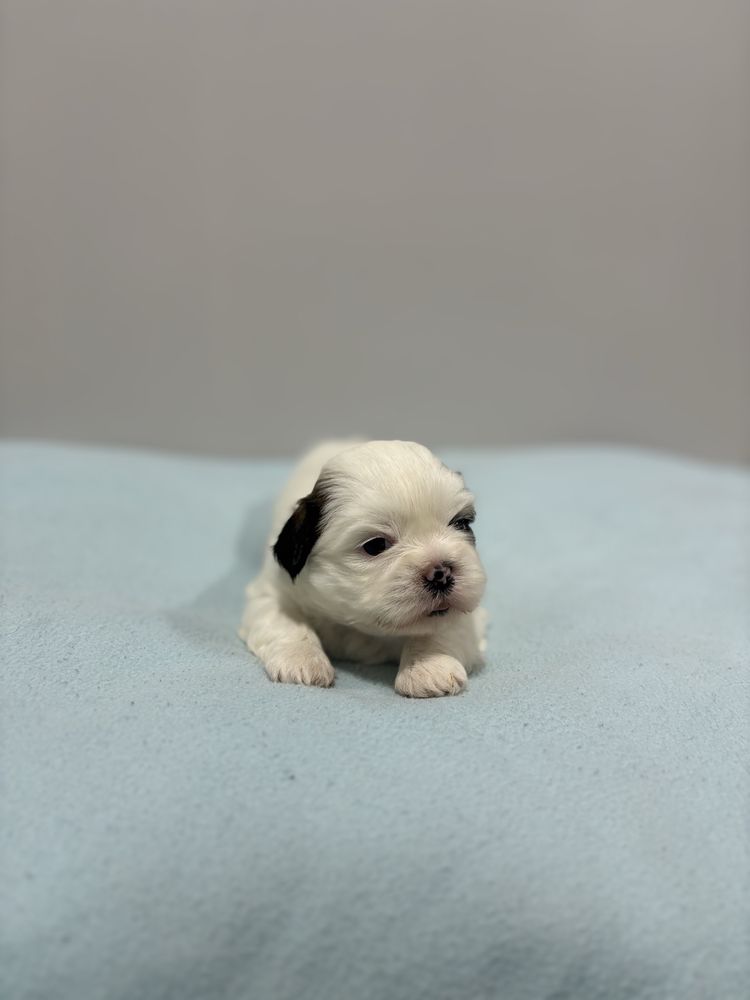 Szczeniak Shih Tzu- OREO do rezerwacji (biały)