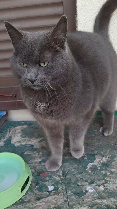 9 października zaginął 8 letni kot Florek,w typie niebieskiego rosyjsk