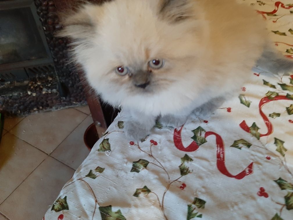 Bolinha de pelo blue point