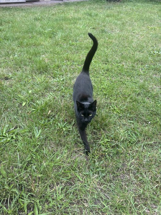 Roczna kotka szuka domu