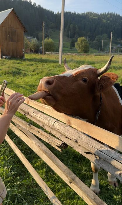 Оренда будинку з чаном в Карпатах | Оренда будинку біля річки