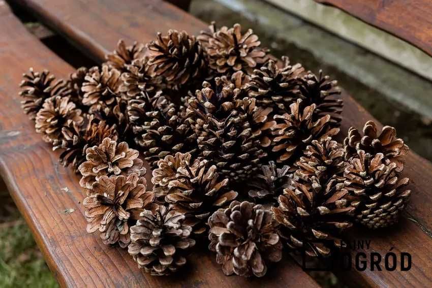 Szyszki sosnowe 100 sztuk 5 zł