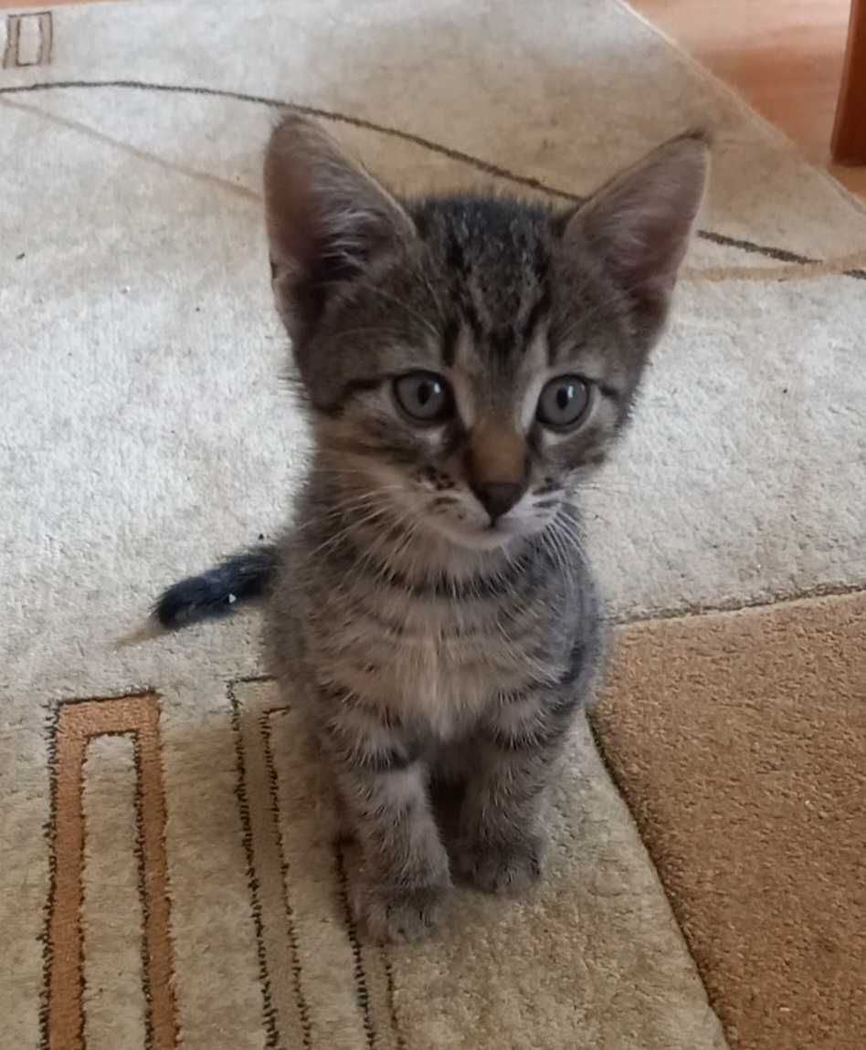 2,5 mies. samczyk do adopcji
