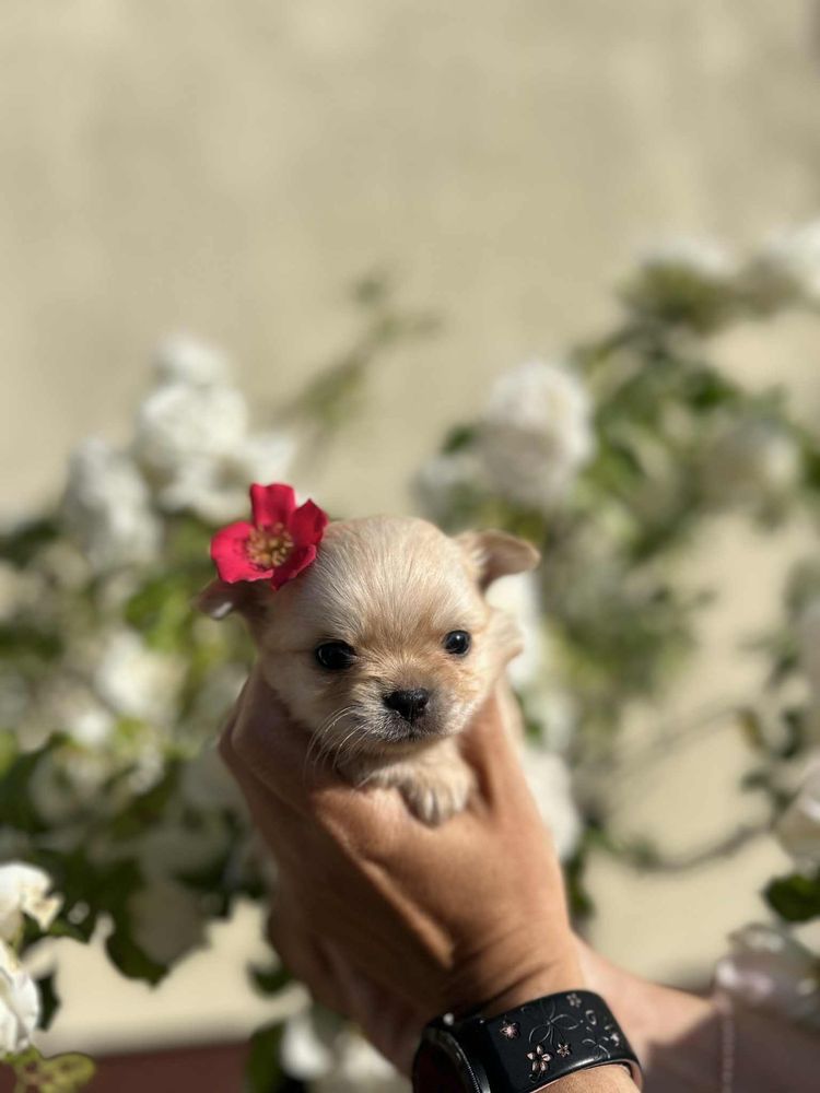 Piesek chihuahua dlugowlosy
