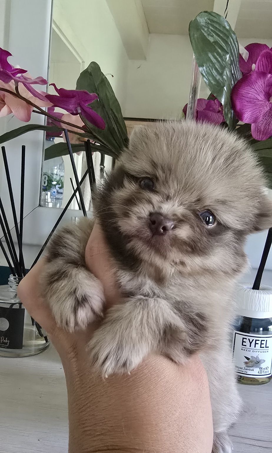 Wyjątkowe szpic miniaturowy pomeranian