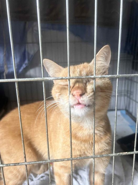 Do adopcji kocurek Biszkopt