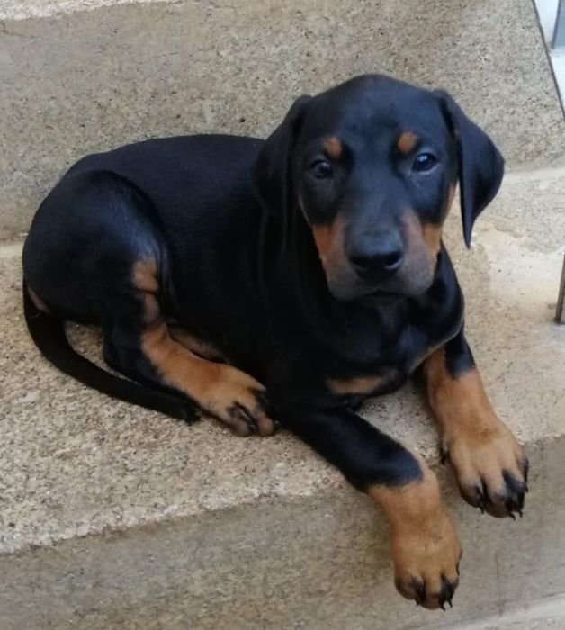 Doberman cachorro