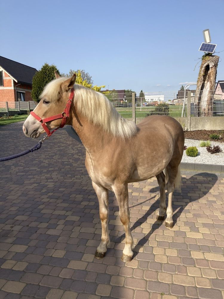 Ogierek haflinger