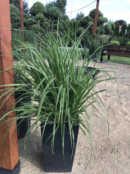 Dorodne Trawy ozdobne w  donicy krótko  przed kwitnięciem