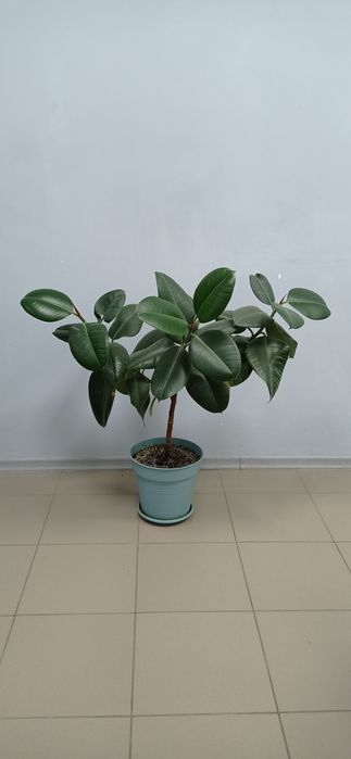 Продам фікус. Кімнатна рослина.