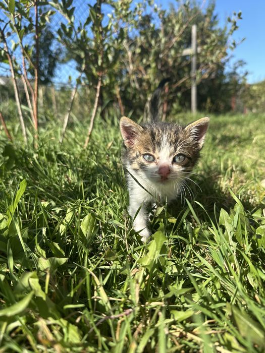 Віддам котика в добрі руки