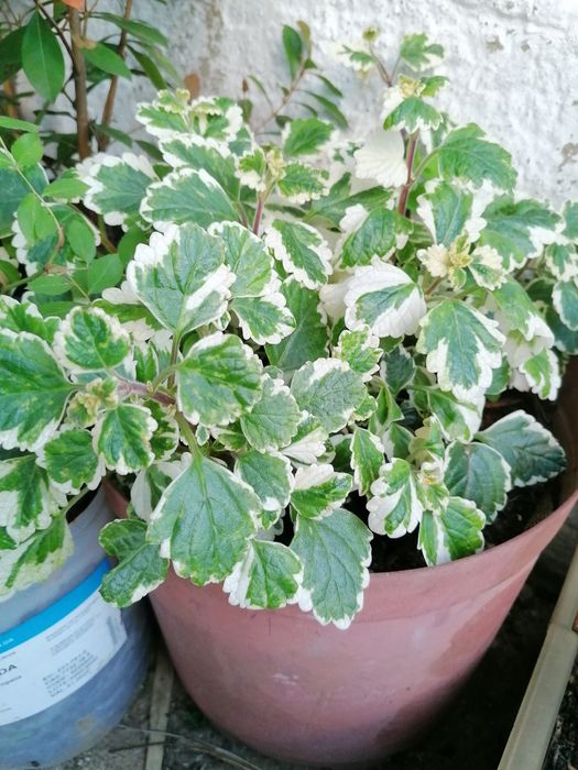 Aromáticas diversas