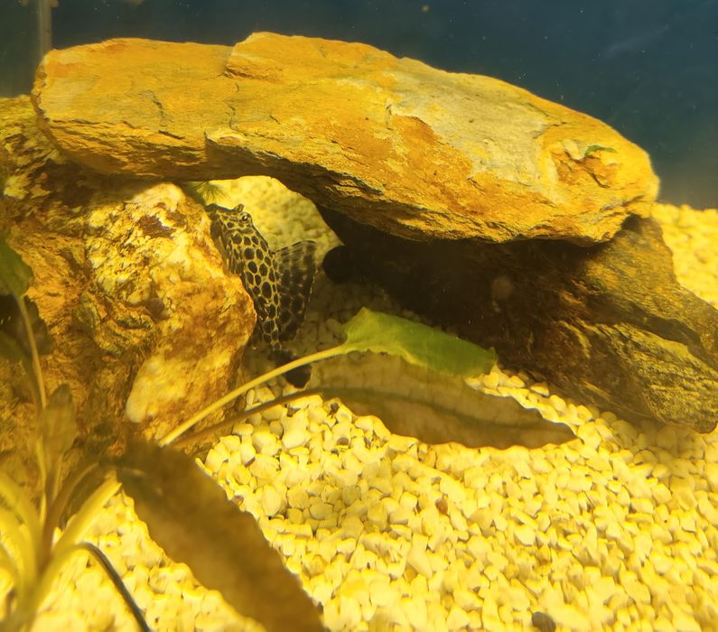 Plecostosmos go bíceps leopardo 5cm