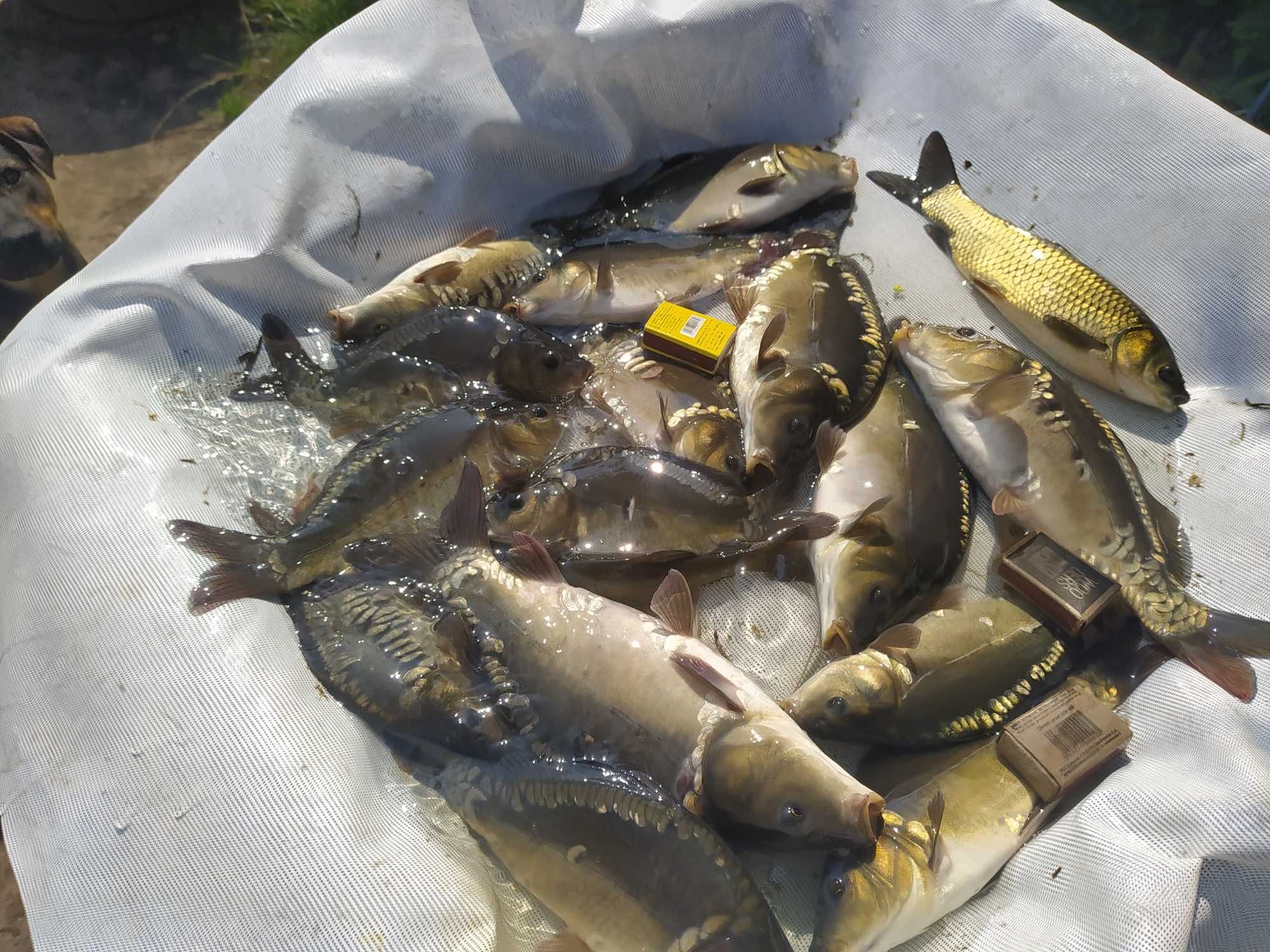 węgorz europejski ilość ograniczona 1szt 7zł i inne tołpyga amur karp