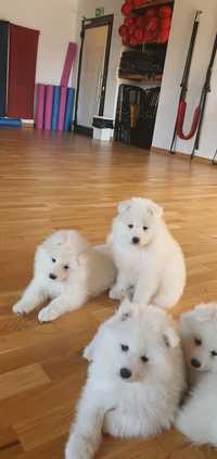 Samoyed ZKwP FCI