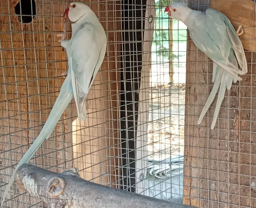 Ring Necks Casais