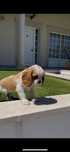 Magnífica cavalier king charle fêmea