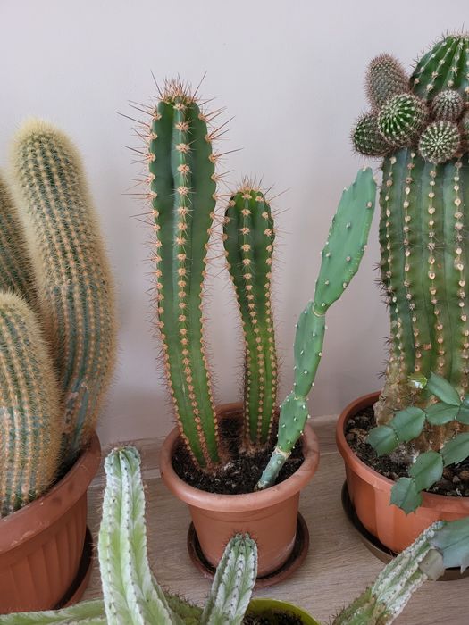 Kaktusy-cała kolekcja domowa