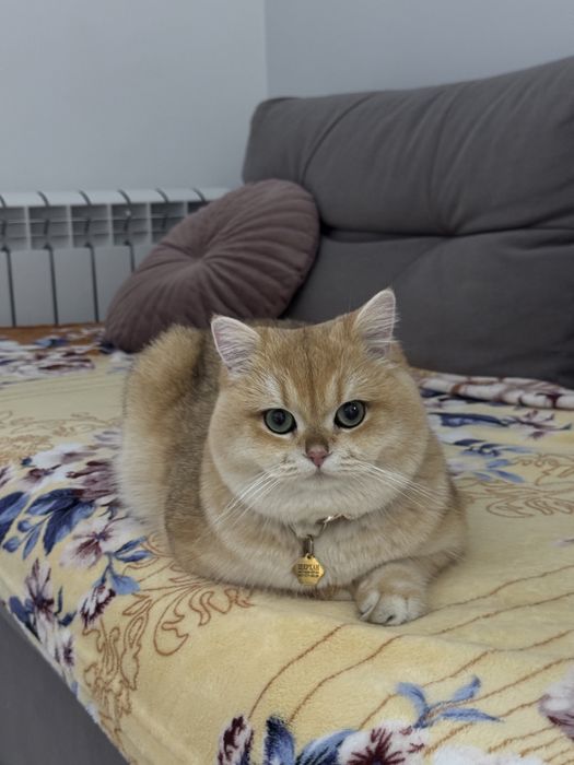 Вʼязка кіт британська золота шиншила, масть ny12 — 3000