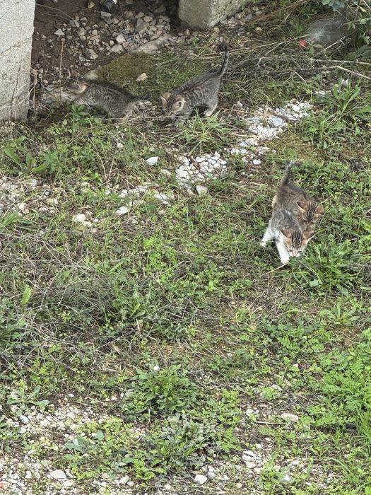 Gatinhos para doação