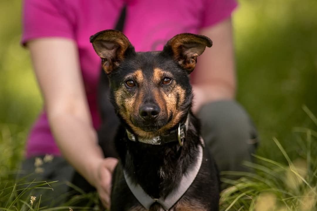 Młody przytulaśny Smyk do adopcji