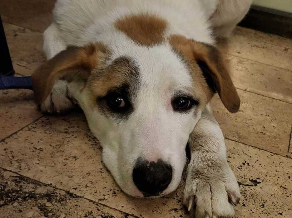 Adaś - 6 miesięczny pies z Bułgarii