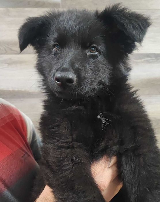 Цуценята німецької вівчарки