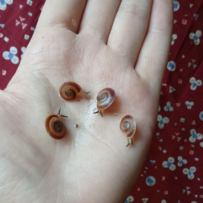 Караколусы