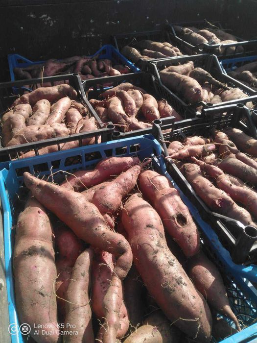 органічний батат