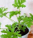 Geranium/ anginka
