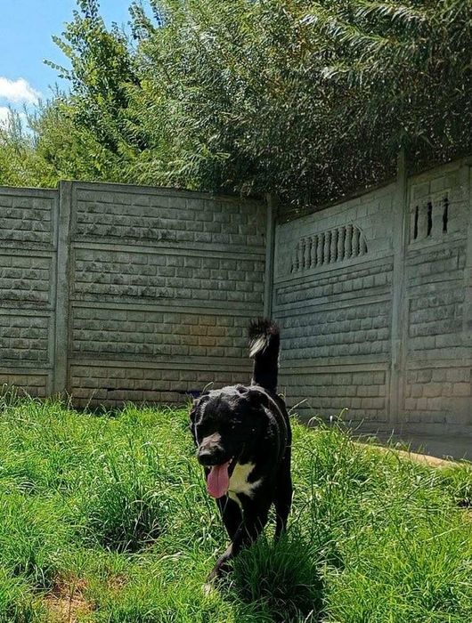 Oddam za darmo, do adopcji -  Super Ogonek czeka na dom