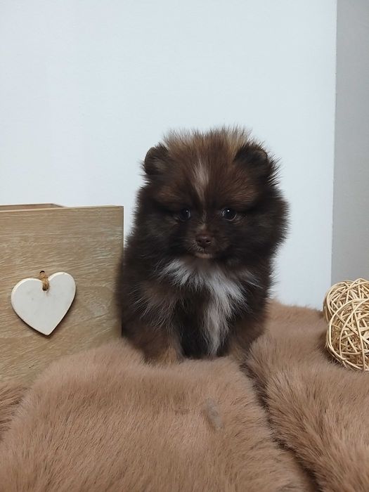 Szpic miniaturowy Pomeranian *unikatowy kolor* mini dziewczynka