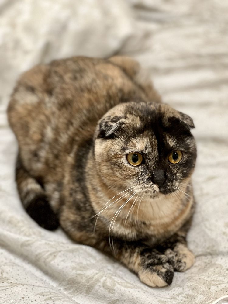 Шотландская вислоухая кошка в хорошие руки