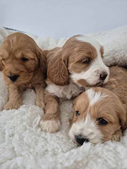 Cockapoo f1 Cocker spaniel & Pudel