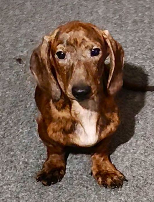 Цуценя мініатюрної такси з родовідом